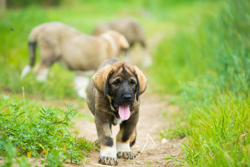 Puppy breed of Spanish mastiff playing in the grass - obrazy, fototapety, plakaty