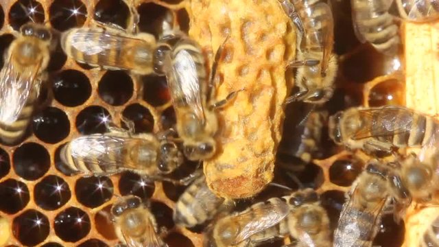 Cocoon Queen bee. 
Future Queen Bee develops in a wax cocoon. 