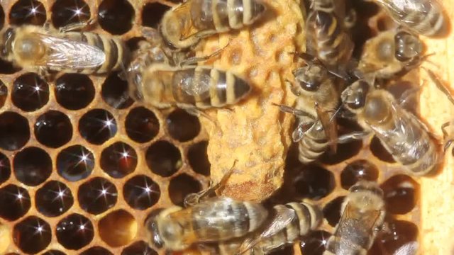 Future Queen Bee develops in a wax cocoon. 