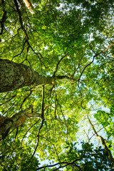 Fototapeta premium Big green trees. Trees and sunlight under sky background. The trees in forest Thailand.