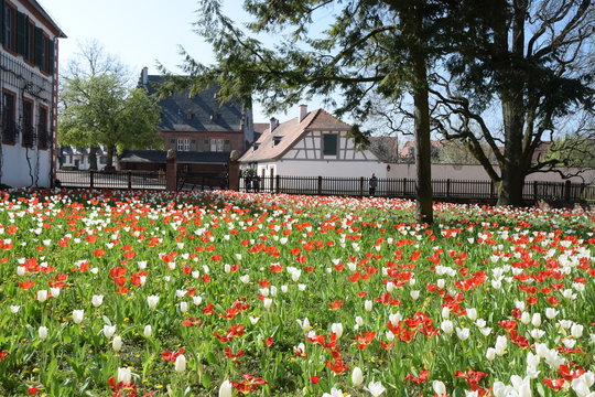 Tulpen in Seligenstadt
