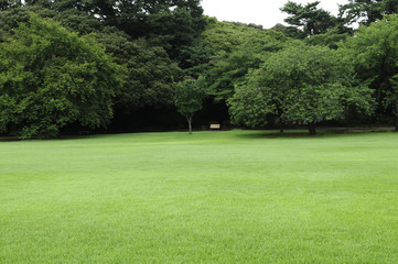 Fototapeta na wymiar 緑の芝生