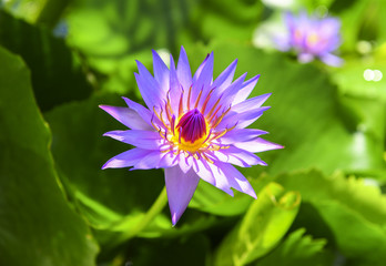Purple lotus flowers, Nymphaea nouchali 