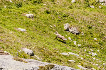Silvaplana, Corvatsch, Höhenweg, Gämse, Gemse, Alpgämse,  Rupicapra rupicapra, Wanderweg, Gamswild, Alpen, Oberengadin, Graubünden, Sommer, Schweiz