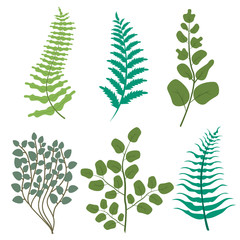 Green leaves floral greenery frest fern frond eucalyptus nature branch vector