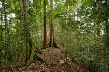 Naklejka premium Primary lowland dipterocarp forest scenery at Maliau Basin, Sabah's Lost World, Borneo, Malaysia. One of the few primary and pristine rainforest around the globe & the last virgin forest in Sabah.
