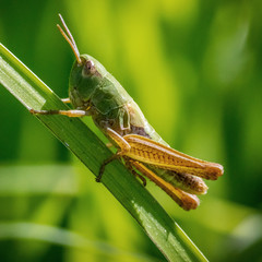 Grasshopper on blade of grass