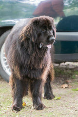 Fototapeta premium dog of the type New Earth for a walk in belgium