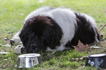 dog of the type New Earth for a walk in belgium