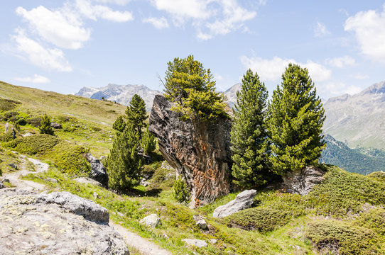Silvaplana, Corvatsch, Wanderweg, Fichte, Arve, Furtschellas, Oberengadin, Alpen, Graub&uuml;nden, Sommer, Schweiz