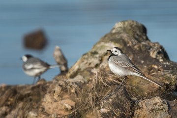 Beautiful nature scene with White wagtail (Motacilla alba). White wagtail (Motacilla alba) in the nature habitat.