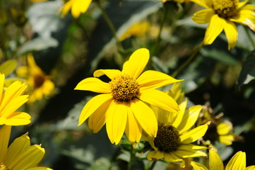 夏の黄色い花　ルドベキア