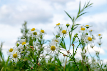 Whitetop flower