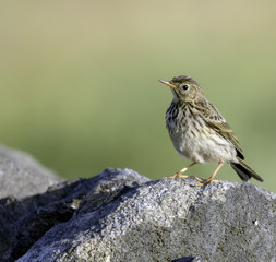 Skylark in the UK