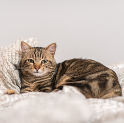 Beautiful domestic cat at home