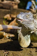 Close-up of iguana