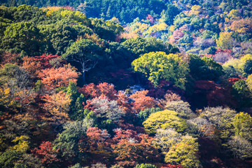 Colorful leaves autumn tourism travel season landscape scenery in Osaka and Kyoto Japan Asia