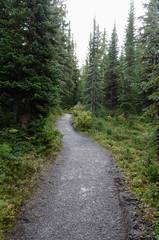 Fototapeta na wymiar Canadian Forest Footpath