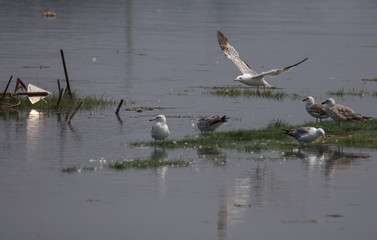Larus Michahellis - Argentea Seagull - Cavado River, Portugal.