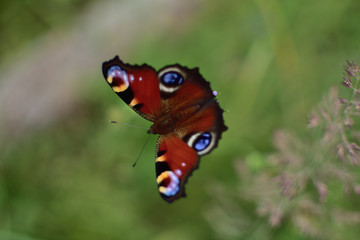 close-up butterfly peacock eye Inachis io on a green soft blurred background