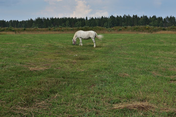 Fototapeta premium summer landscape with a white horse in the pasture, on a background of green grass and forest, blue sky with clouds