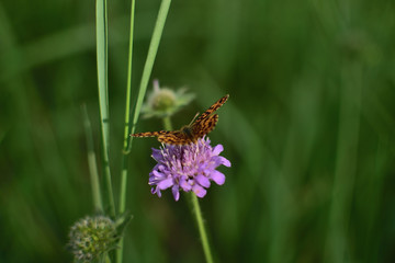 close-up of an orange with a black butterfly sitting on a violet field flower, on a green soft blurred background