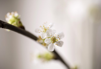 cherry blossom branch in bloom