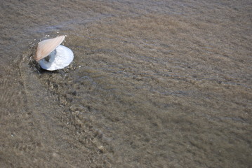 Fototapeta na wymiar Shell on beach with moving water