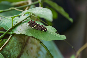 Parides anchises