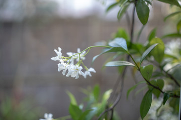 White flowers