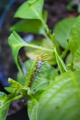 yellow colored caterpillar on a leaf