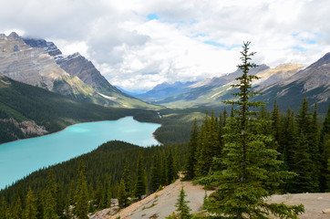 Cloudy Peyto Lake Tree