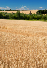 Wheat field ripening ears against the blue sky and the ground.