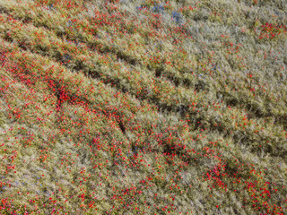 Aerial view of poppy field