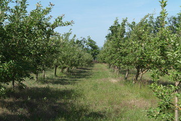 Fototapeta premium Apple orchard. summer