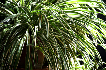 Obraz na płótnie Canvas Chlorophytum gomosum on pot full sun outdoors