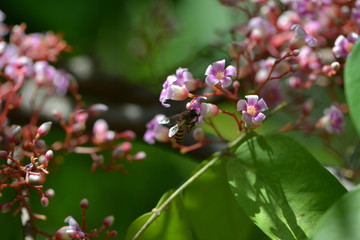 bees at work honey from flower.