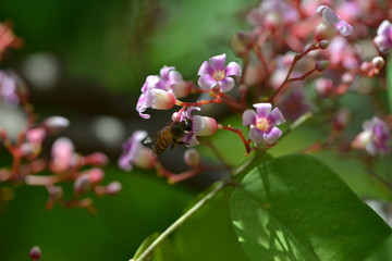 bees at work honey from flower.