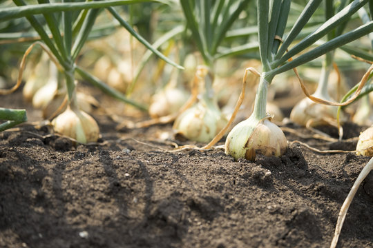 onion big 