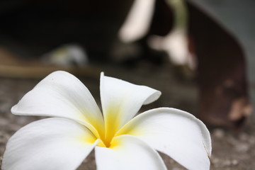 beautiful plumeria flower background