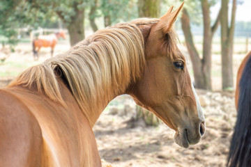Obraz premium Brown horse. Brown horse portrait in nature