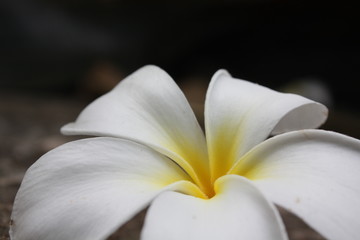 Fototapeta na wymiar beautiful plumeria flower background