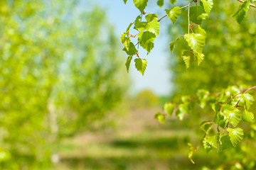 Obraz premium New green leaves on a trees in spring background