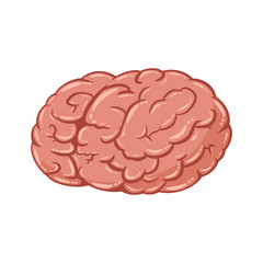 Human brain vector icon isolated on white background. Cartoon illustration of an internal organ.