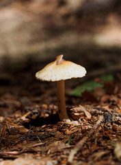 Poisenous Amanita Cortinarius Orellanus