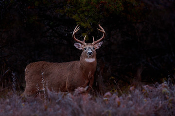 White-tailed deer buck with huge neck in the early morning light standing in a meadow in autumn rut in Canada	