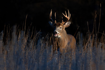 White-tailed deer buck in the early morning light standing in a meadow in autumn rut in Canada