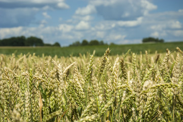 Fototapeta premium Ears of ripening wheat