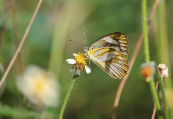 close up beautiful butterfly in fresh nature