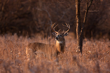 White-tailed buck standing in a meadow during the rut in the early morning autumn light in Ottawa,...